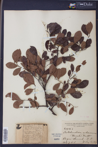 Batodendron arboreum image