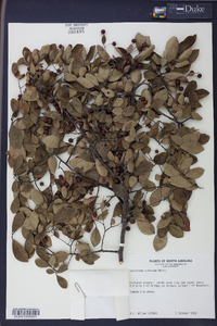 Batodendron arboreum image