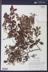 Batodendron arboreum image