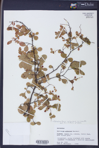 Batodendron arboreum image