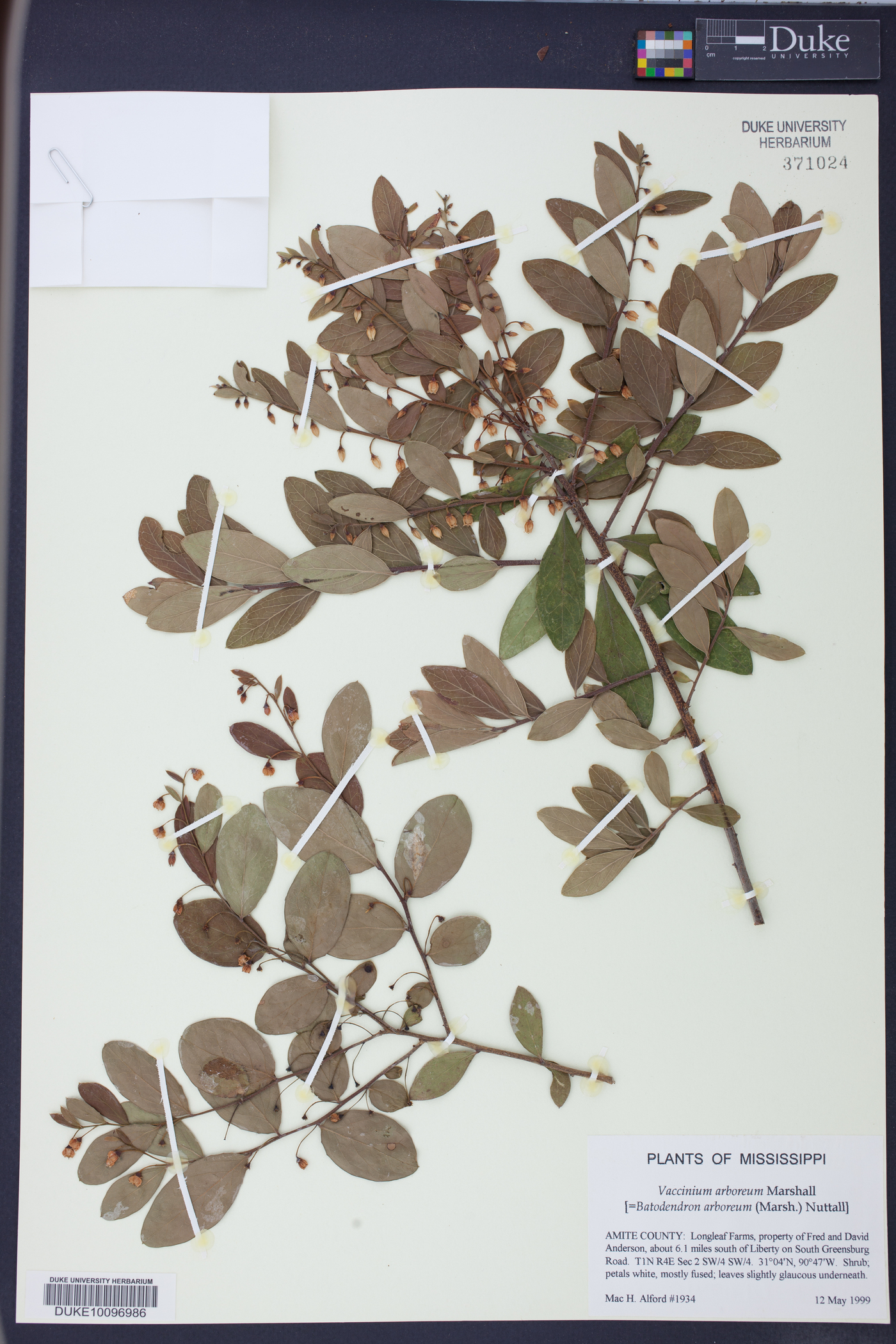 Batodendron arboreum image