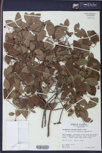 Batodendron arboreum image