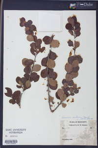 Batodendron arboreum image