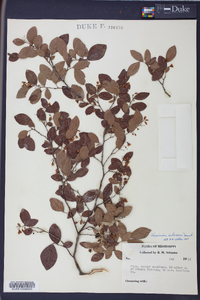 Batodendron arboreum image