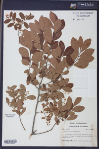 Batodendron arboreum image