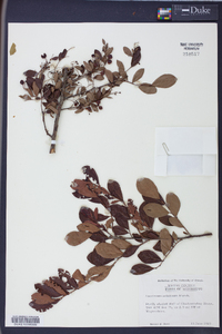 Batodendron arboreum image