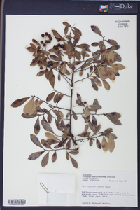 Batodendron arboreum image