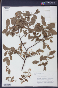 Batodendron arboreum image