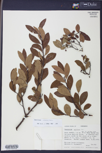 Batodendron arboreum image