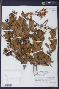 Bejaria racemosa image
