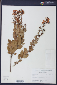 Bejaria racemosa image