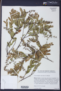 Chamaedaphne calyculata image