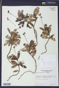 Chimaphila umbellata image