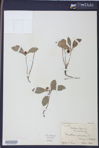 Gaultheria procumbens image