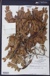 Gaylussacia frondosa image