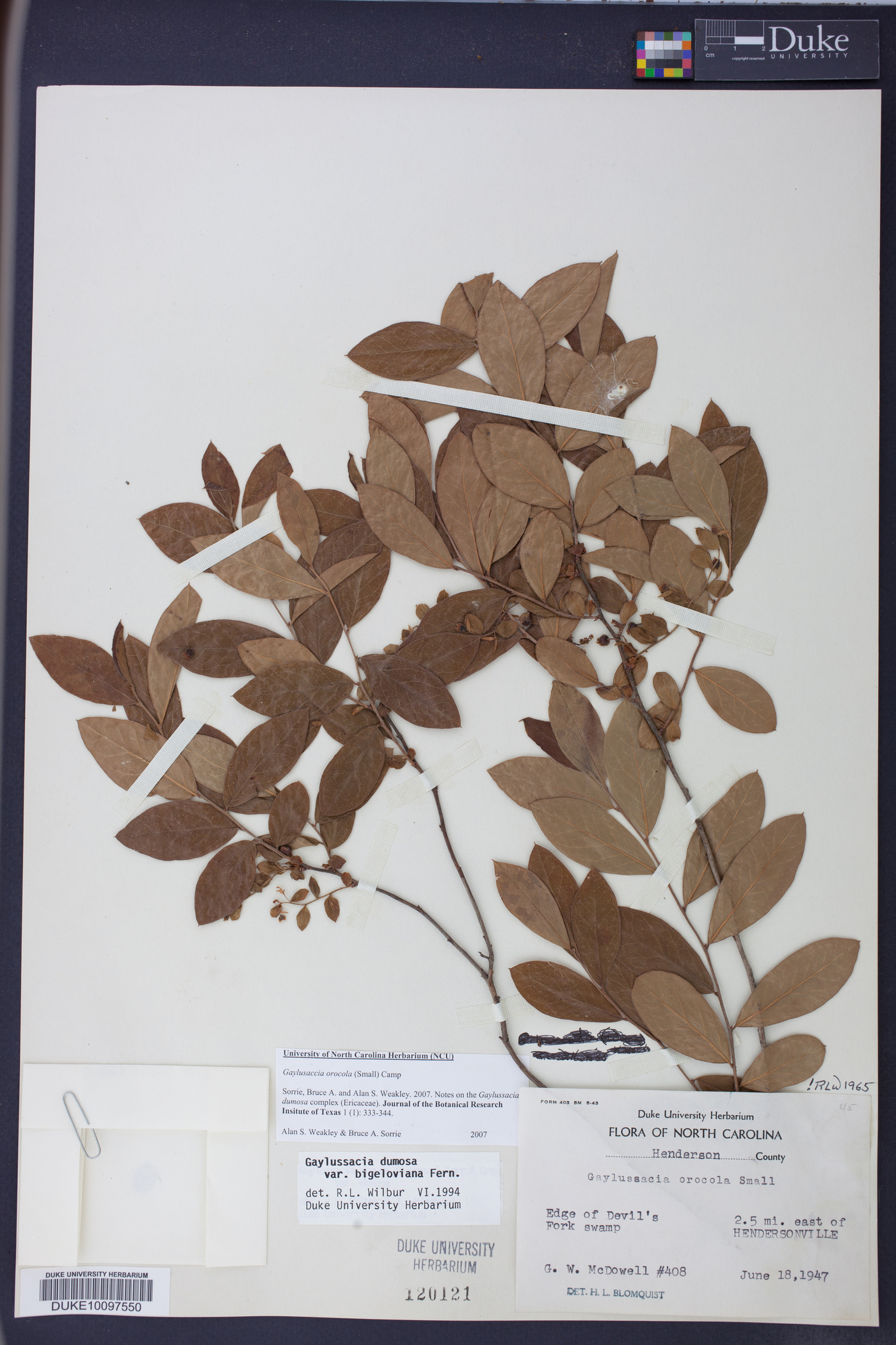 Gaylussacia orocola image