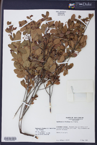 Gaylussacia frondosa image
