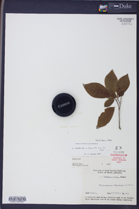 Gaylussacia frondosa image