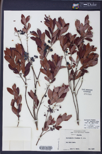 Gaylussacia frondosa image