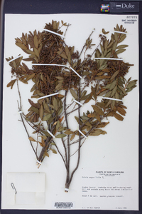 Kalmia angustifolia image