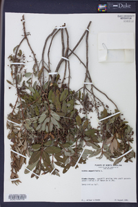 Kalmia angustifolia image