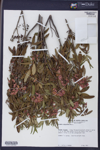 Kalmia angustifolia image