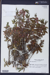 Kalmia angustifolia image