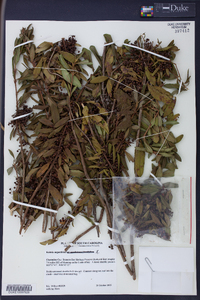 Kalmia angustifolia image