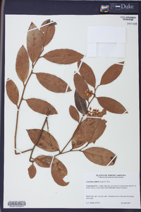 Leucothoe axillaris image