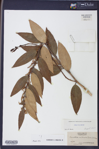 Leucothoe axillaris image