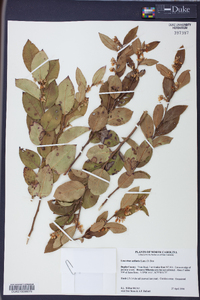 Leucothoe axillaris image