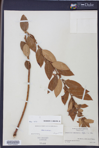 Leucothoe axillaris image