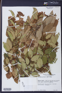 Leucothoe axillaris image