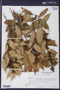 Leucothoe axillaris image