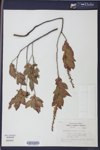 Leucothoe racemosa image