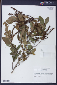 Leucothoe racemosa image