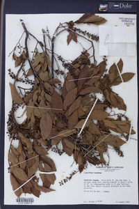 Leucothoe racemosa image