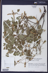 Leucothoe racemosa image
