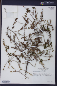Leucothoe racemosa image