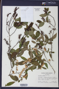 Leucothoe racemosa image