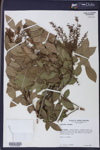 Leucothoe racemosa image