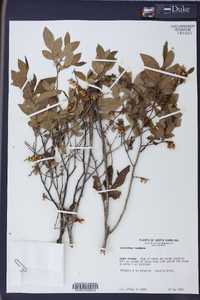 Leucothoe racemosa image