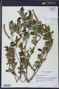 Leucothoe racemosa image