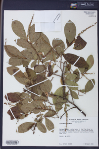 Leucothoe racemosa image