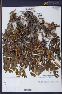 Leucothoe racemosa image