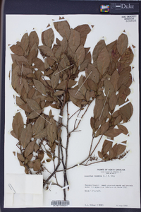 Leucothoe racemosa image