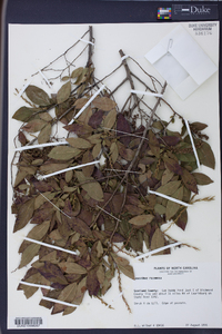 Leucothoe racemosa image