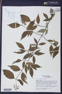 Cornus asperifolia image