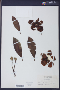 Gordonia lasianthus image