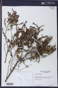 Leucothoe racemosa image